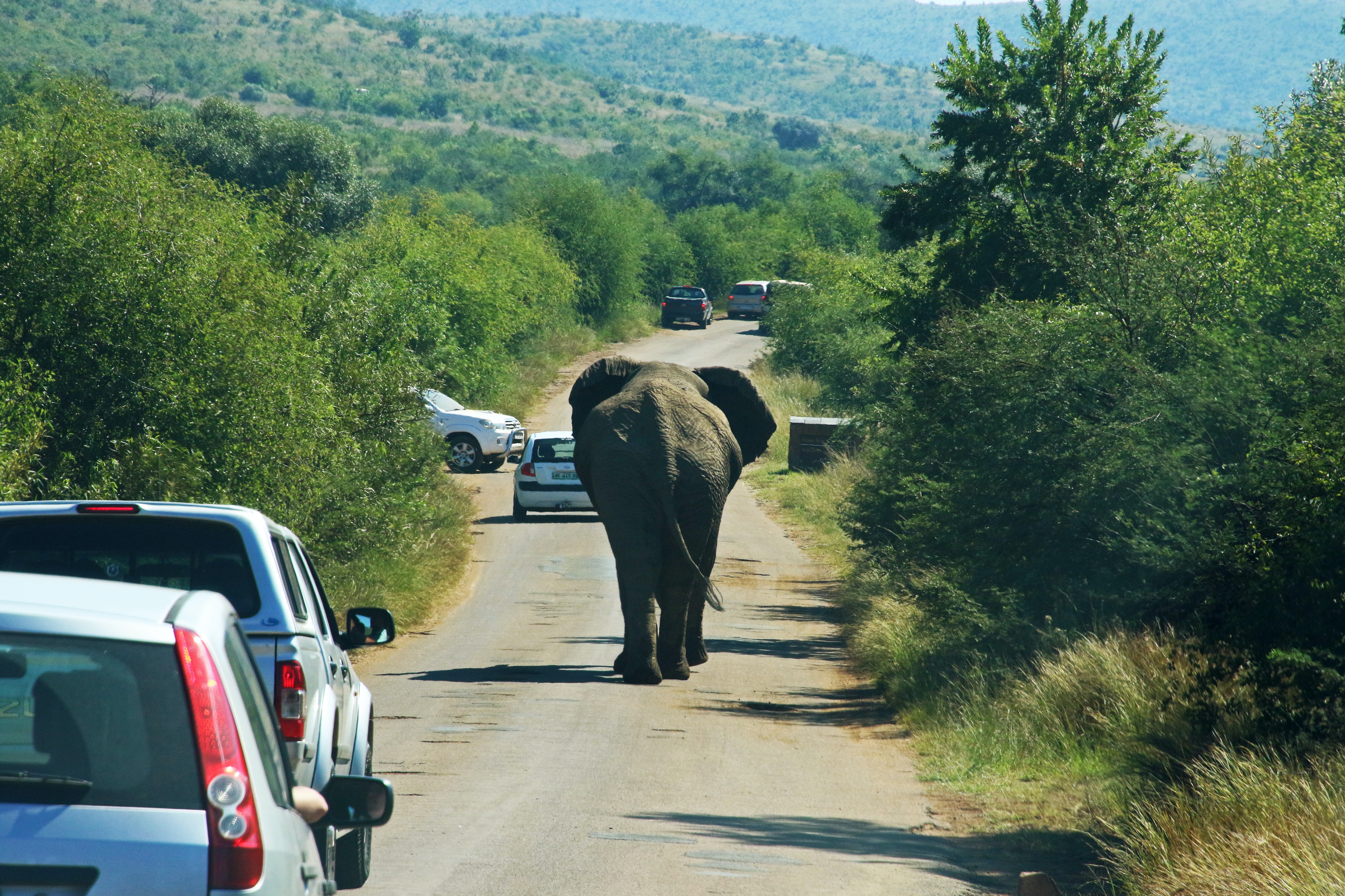 Elephant on the road